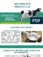 Metabolismo de Los Lipidos en Las Vacas