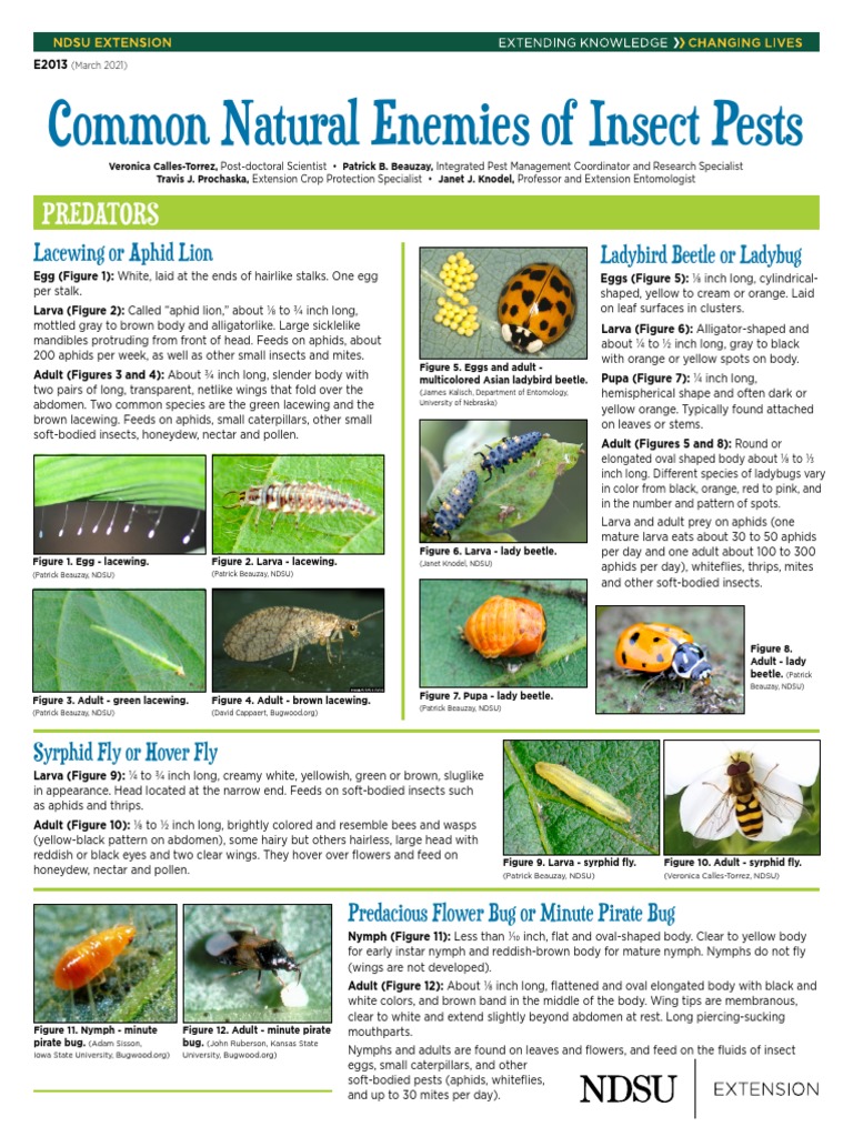 Common Natural Enemies of Insect Pest PDF Insects Coccinellidae