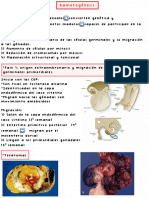 Ovogénesis CL