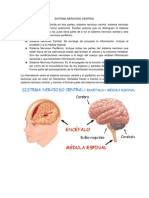 Anatomia Del Snc