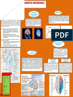 Funciones de La Neurona