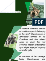 Clubroot Disease PTX