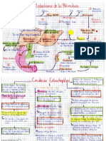 Quito - Daniela - Mapa de Metabolismo de La Bilirrubina y Circulación Enterohepatica