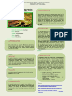 Afiche Animal Nativo PDF, Grupo R