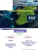 Clase 10 Pigmentos Fotosinteticos