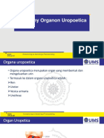 Anatomy Systema Uropoetica