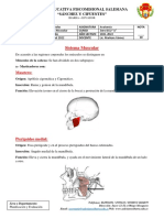 Sistema Muscular