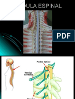 Medula Espinal