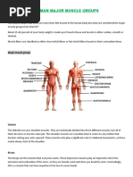 Human Body Major Muscle Regions-1