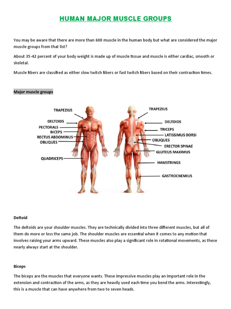 Overview of Major Muscle Groups | PDF | Musculoskeletal System | Human ...