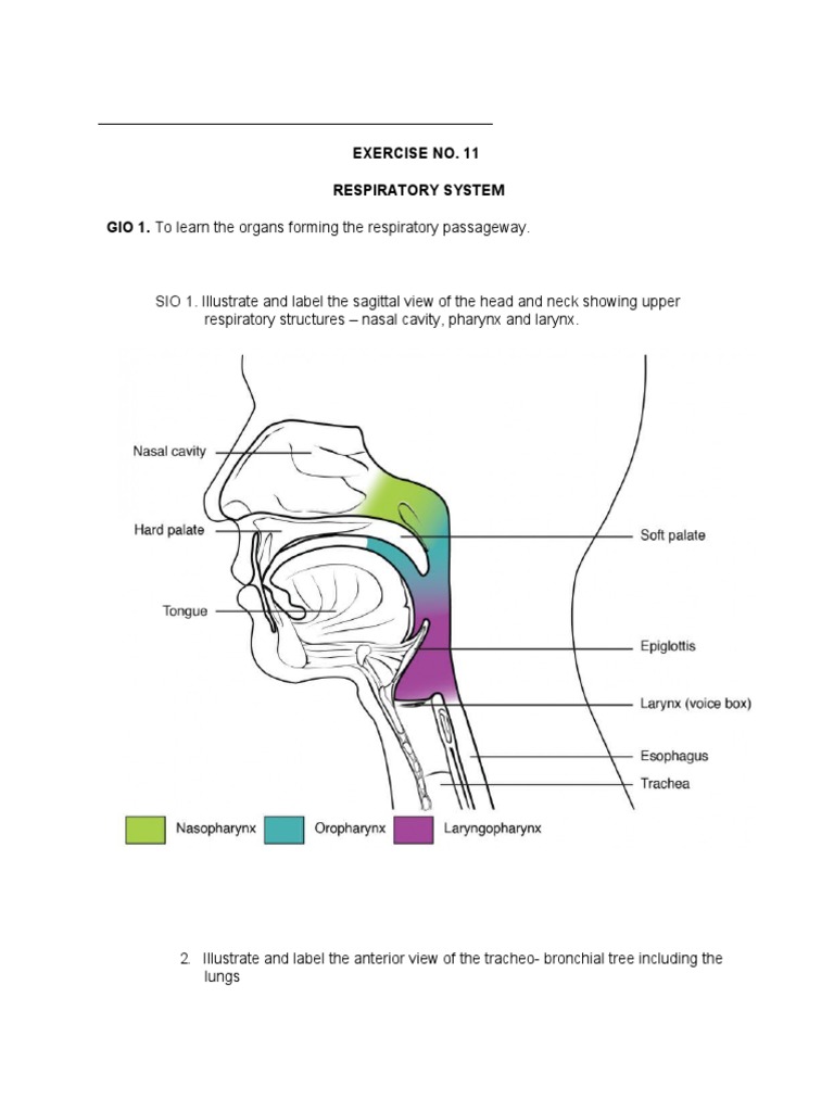 Week 11 lab exercise respiratory system pdf exhalation