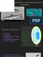 Patologías Bacterianas, Características y Efecto en Salmónidos.