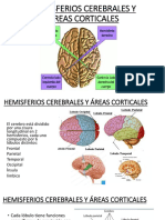 Hemisferios cerebrales y áreas corticales: funciones y localización