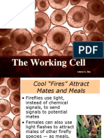 7 The Working Cell