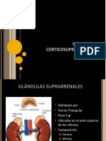 Endocrinologia Glandulas Surparrenales