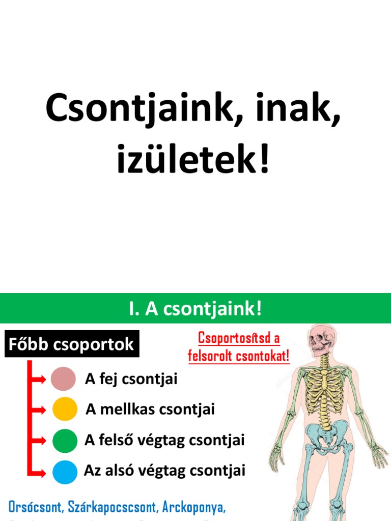 Évf Biológia Csontjaink Inak Izületek 12 Óra | PDF