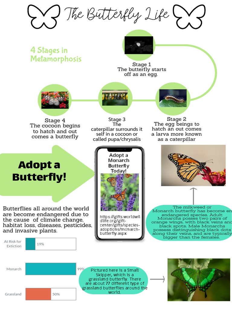 Butterfly | PDF