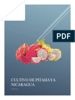 CULTIVO DE PITAHAYA EN NICARAGUA: PRODUCCIÓN, EXPORTACIÓN Y RENTABILIDAD