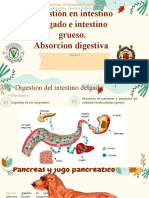 Digestión en Intestino Delgado e Intestino Grueso. Absorción Digestiva.1