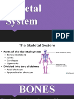 L1 Skeletal System