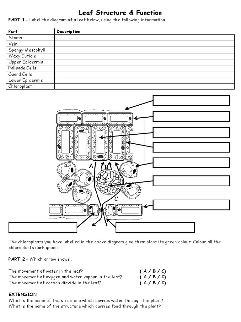 leaf-structure-worksheet-pdf