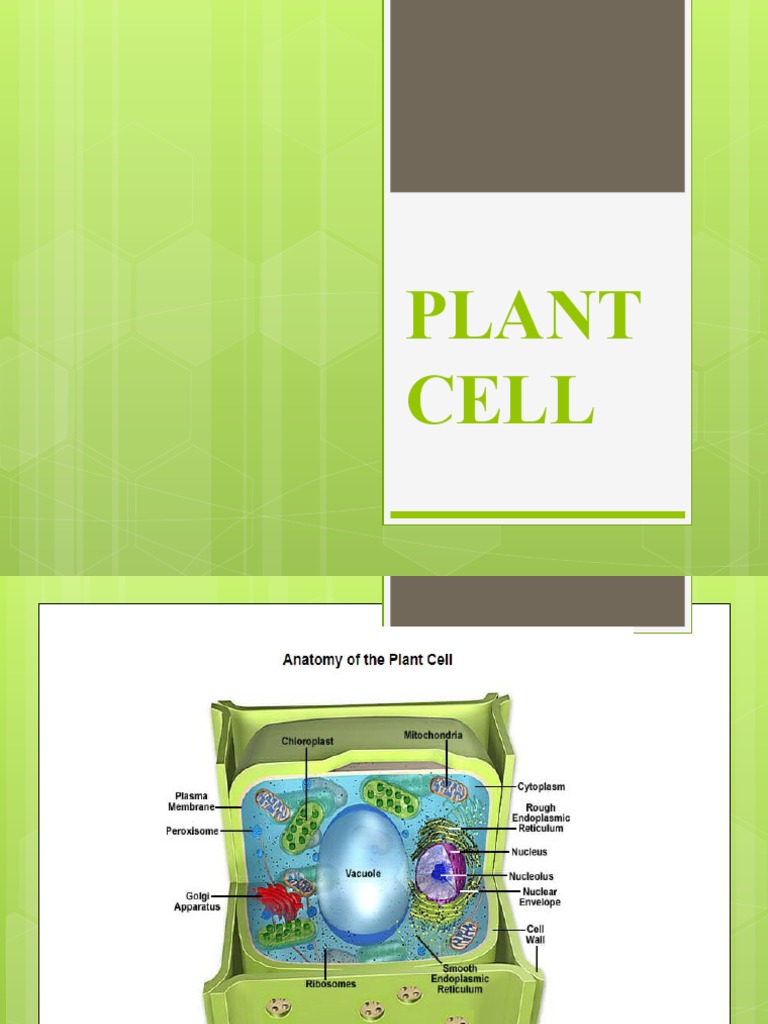 PLANT CELL STRUCTURE AND FUNCTION PDF NOTES visual data 2