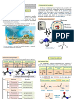 Conocemos Las Funciones Nitrogenadas