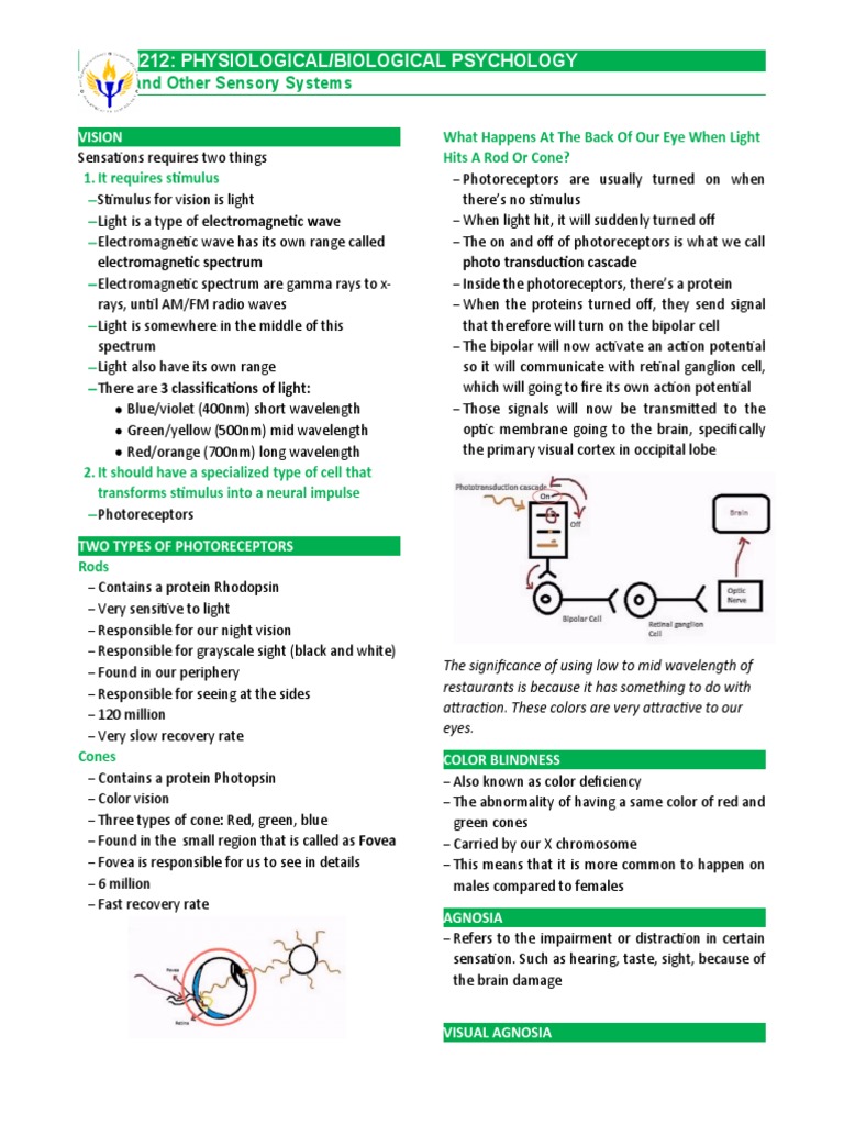 Vision and Other Sensory Systems | PDF | Ear | Senses