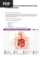 The Structure of The Human Alimentary Canal To Their Functions