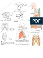 12 - Respiratory System