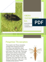 Ordo Thysanoptera 1