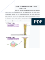 ANATOMY OF THE DESCENDING SPINAL CORD PATHWAYS Osmosis