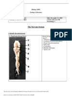 Nervous System Answer Sheet PDF