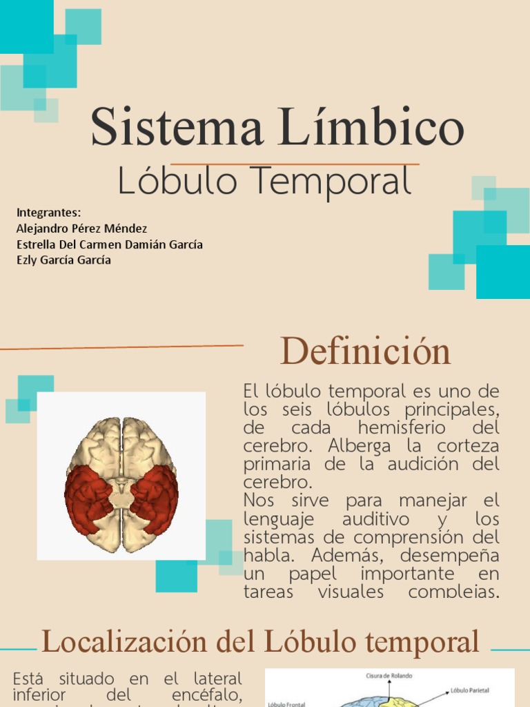 lobulo temporal | PDF | Lóbulo temporal | Amígdala