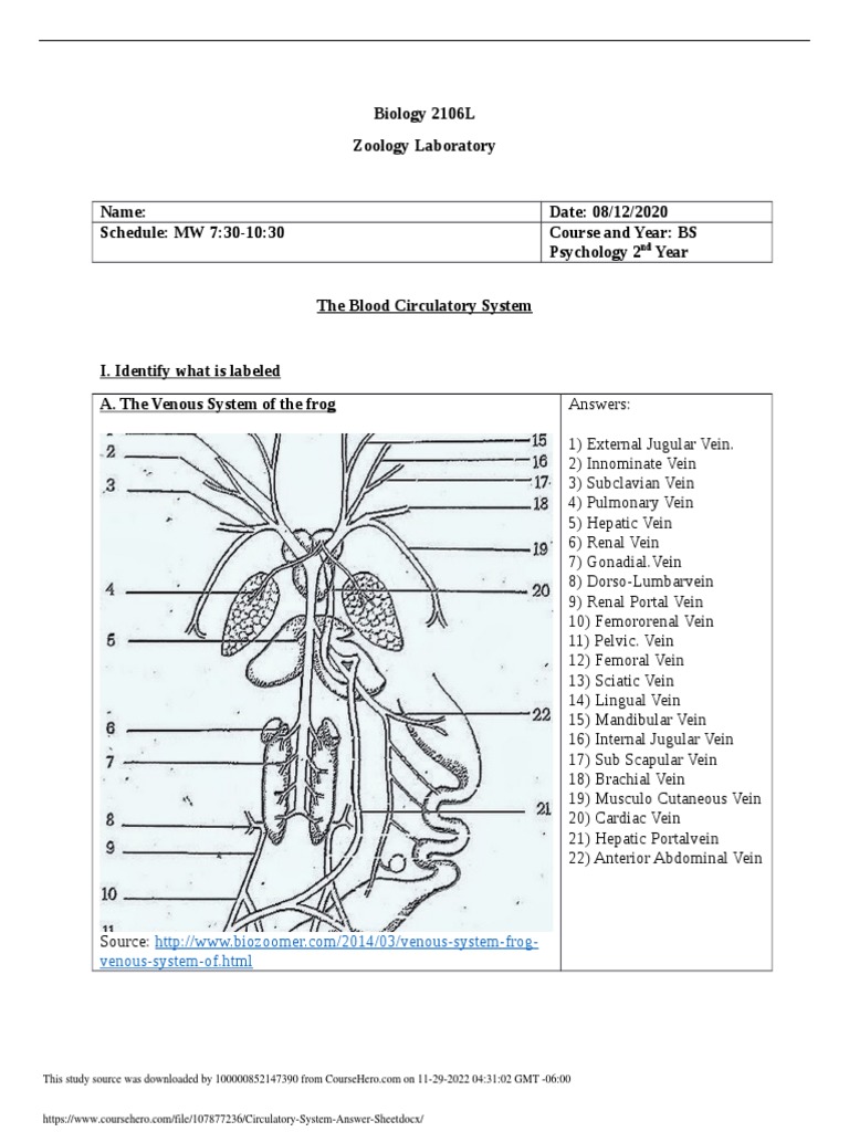 Circulatory System Answer Sheet Download Free PDF Atrium (Heart) Heart