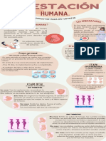 Gestación Humana