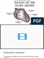 Anatomy of The Coronary Artery 2