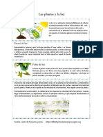 Las Plantas y La Luz