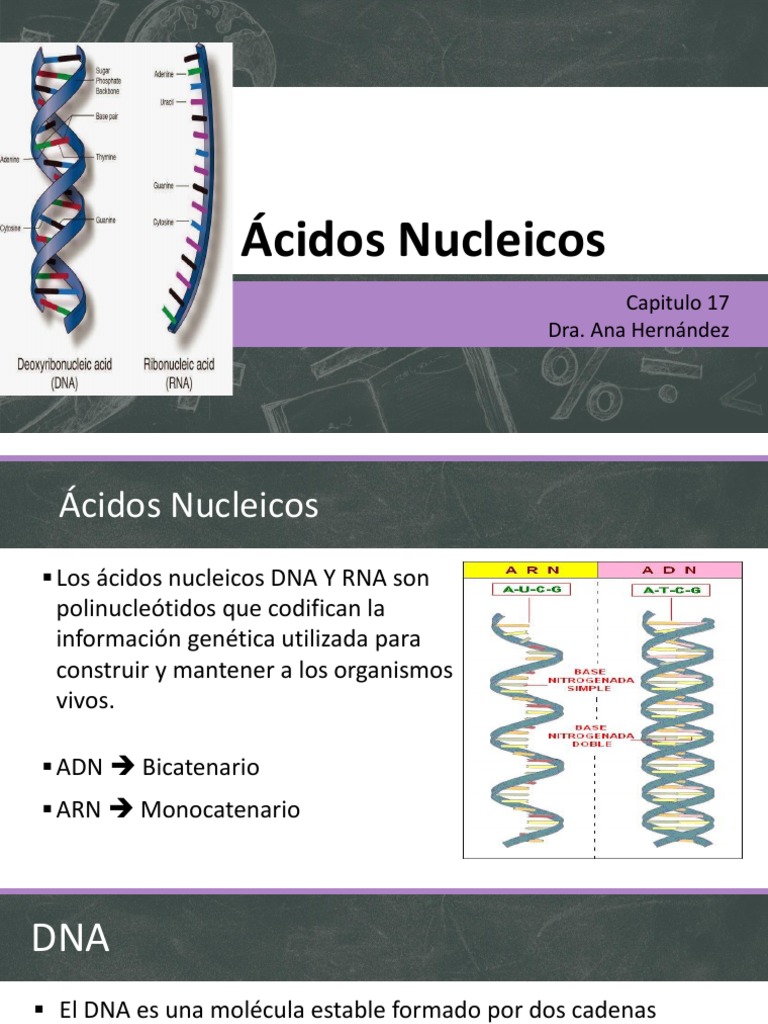 Ácidos Nucleicos | PDF | Rna | Adn