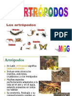 8 - Artrópodos