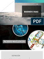 Clase 7 - 2021 Acidos-Nucleicos