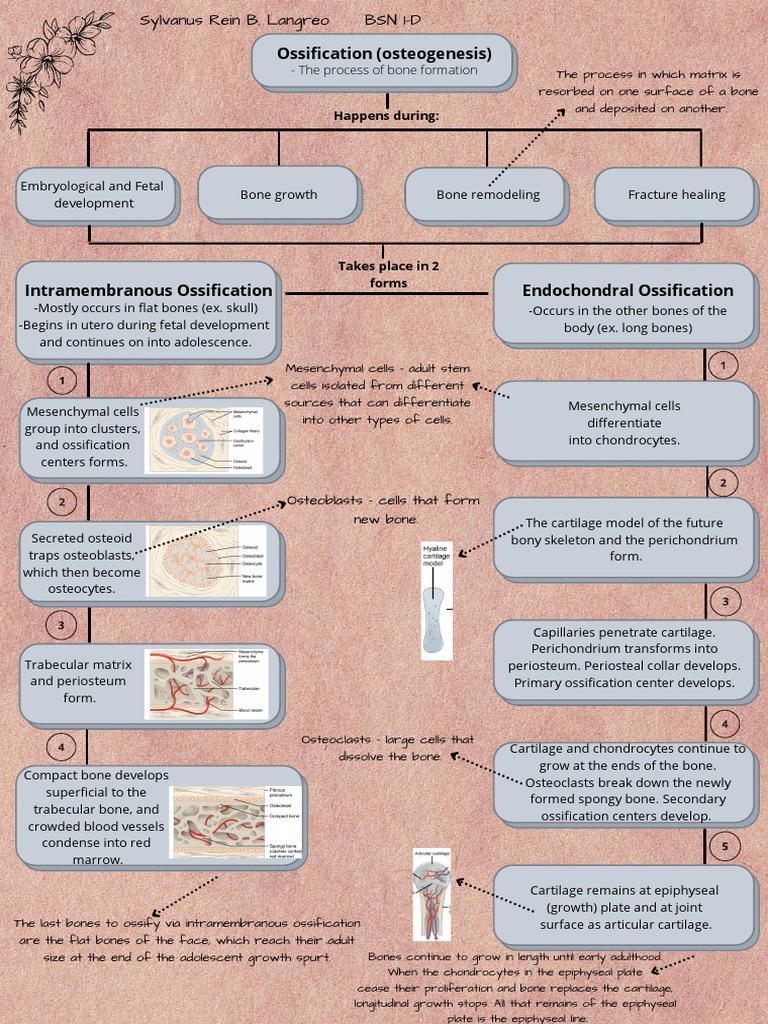 Concept Map of Bone Formation, Growth, and Remodelling PDF Bone