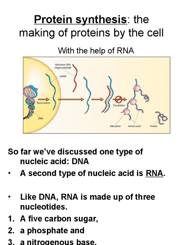 Overview of Protein Synthesis Steps | PDF | Rna | Translation (Biology)