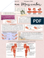 Equipo2 510 SistemaMuscular