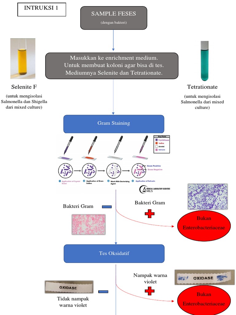 Skema Tes Laboratorium Enterobacterieae & Cara Membaca Triple Sugar