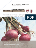 Garcia Buenaventura Adilene Yarahi - Cultivo Cebolla