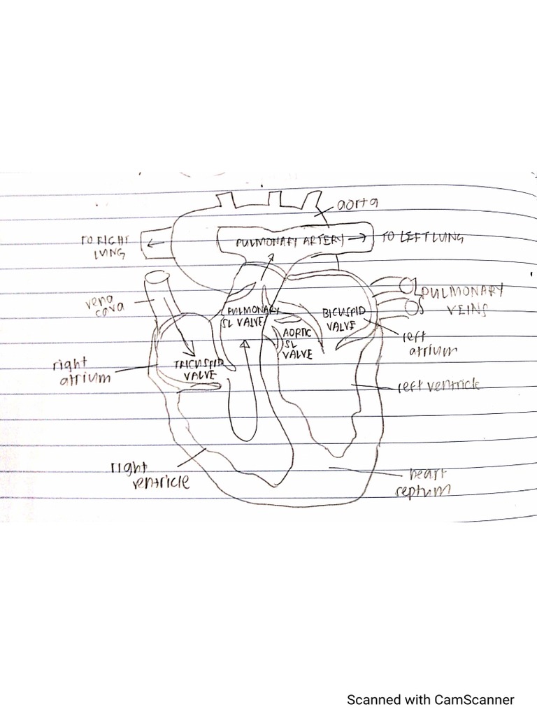 Diagram Heart | PDF
