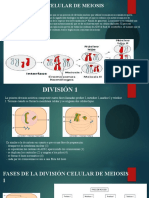 Meiosis.