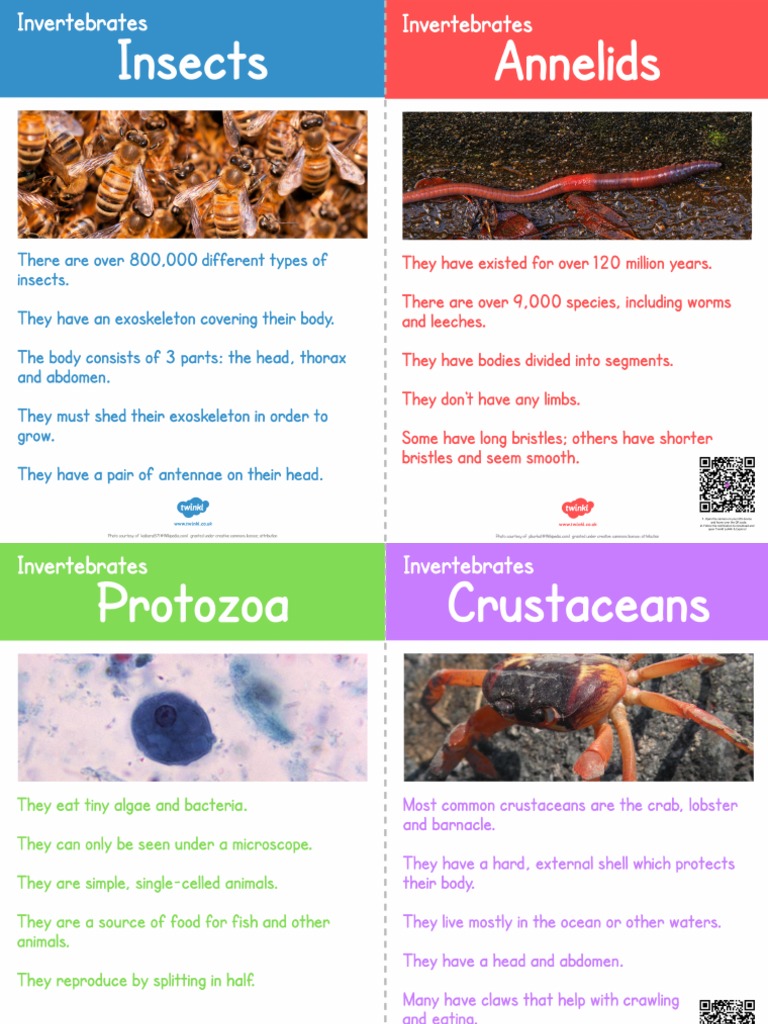 INVERTEBRATES PICTURES FACTS intelligence overview