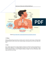 Anatomi Dan Fisiologi Sistem Respirasi